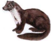 Image result for kuna lesní obrázky