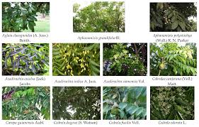 Image result for Meliaceae