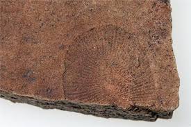 Dickinsonia Was Roughly Oval In Shape With Rib Like Segments Emerging From A Central Groove Or Ridge The Fossil Impressi In 2020 Melbourne Museum Fossil Air Mattress