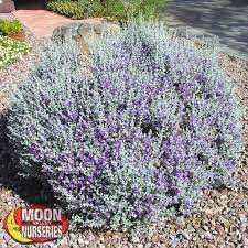 A texas native, the blue texas ranger offers a unique contrast of soft silver gray leaves and puts on a show of light to dark purple flowers that bloom in spring all the way thru fall! Blue Texas Ranger Shrubs Moon Valley Nurseries