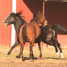 Understand Horse Body Language And Youll Unlock The Equine