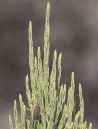 Image result for Selaginella imbricata