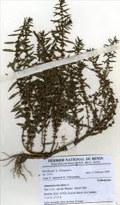 Image result for Ammannia baccifera