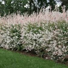 They grow fairly rapidly to 12 to 14 feet tall and will eventually grow to 18 feet. Google Fast Growing Trees Mosquito Plants Garden Shrubs