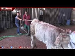 Kurban Yatirma Taktigi Youtube