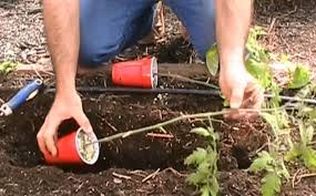 Planter Des Tomates De Cote Et Ajouter Du Bicarbonate De Soude Les Jardiniers Partagent Leurs Plus Grands Secrets Planter Tomates Astuce Jardin Jardin Permaculture