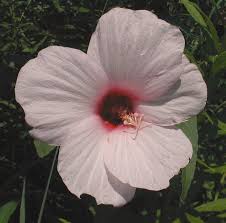 Don't let the name throw you off! Halberd Leaved Rose Mallow Hibiscus Laevis