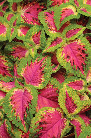 Image result for Coleus dewildemanianus