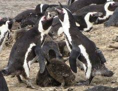 Meet the itrail® passive gps logger, the smallest, most reliable gps. 24 Penguins Ideas New England Aquarium African Penguin Penguins