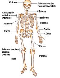 Tus huesos (para Niños) - Nemours KidsHealth