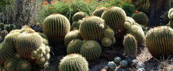 Only a select few are shade varieties. Echinocactus Species Golden Barrel Cactus Echinocactus Grusonii