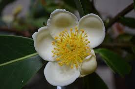 Image result for Theaceae