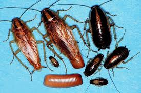Gandacii pututrosi nu musca oamenii. Insecte Einsecticide Ro