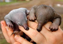 Address 109 west broadway, port jefferson, ny 11777. Echidnas Don T Suck But Their Ancestors Did Science