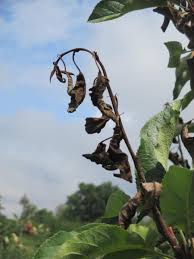 Frost damage on apple tree leaves. Fire Blight Of Apples And Pears Ohioline