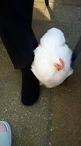 Attention please!! Or I wil peck your feet!