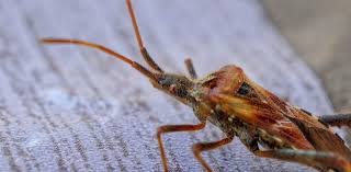 Donson brooks is the owner of doffdon, a bug exterminator company. Bed Bug Blog Report Information And Perspectives On Bed Bug Prevention Protection And Safety Page 4