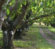 And if your garden soil is not ideal, filling a large container with. 28 Large Old Fruit Trees Ideas Fruit Trees Apple Tree Tree