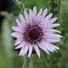 Image result for Berkheya speciosa