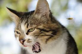 Mon Chat S Est Fait Piquer Piqure D Insectes Pour Le Chat Doctissimo Piqure Insecte Chat Felin