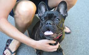 Avoid while the french bulldog is young: Cleaning French Bulldogs Teeth Ourfrenchie