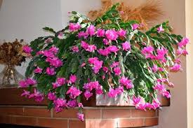 Each section must consist of two or three joined segments. Christmas Cactus Care Garden Design