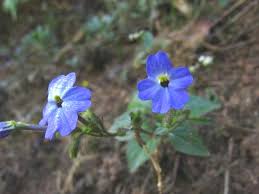 Image result for Browallia americana