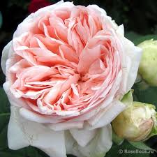 Antico Amore Fiori Giardino