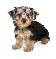 There's no doubt that the morkie is a. Morkie Dogs 101 What You Need To Know K9 Web