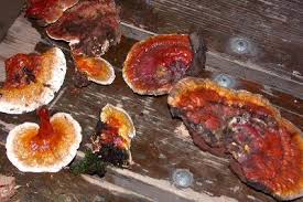 Image result for Ganoderma lucidum