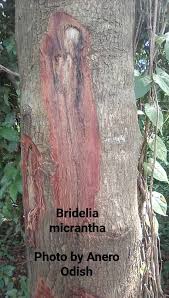 Image result for Brachylaena huillensis