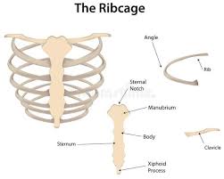 Anatomically correct chest ribcage isolated on white background. Diagrams The Rib Cage Labeled Diagram Rib Cage Rib Cage Anatomy Human Body Anatomy