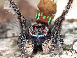 Sept Nouvelles Especes D Araignees Paons Identifiees En Australie En 2020 Araignee Paon Australie Araignee