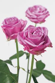 Rose - Consegna a domicilio fiori a Torino