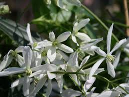 Check spelling or type a new query. Immergrune Waldrebe Clematis Armandii Baumschule Horstmann