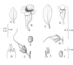 Image result for Anticharis