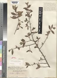 Image result for Bullockia setiflora