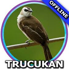 Pancingan burung trucukan suara jernih, ngebrem + ropelan panjang mp3. Suara Burung Trucukan Mp3 Apk 1 1 Download Apk Latest Version