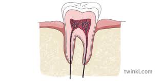 In a cross section of a bone we can see two types of bone tissue: Tooth Cross Section Diagram No Label Dentist Teeth Mouth Jaw Health Care