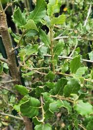 Image result for Quercus suber