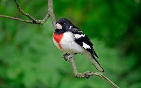 Below is a list of red coloured birds, some mostly red coloured. Kentucky Birds