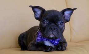 Many people find french bulldog puppies in ca adorable. Mini French Bulldog Personality Temperament Pettime