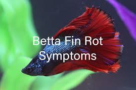 What causes fin rot in bettas? Ultimate Guide On Symptoms Of Betta Fin Rot By Devasurendra Medium