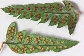 Image result for Polystichum sinense