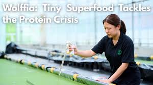 Image result for Wolffia