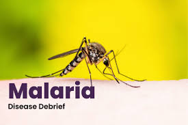 Image result for Malaria