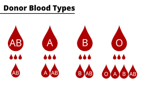 Image result for Blood Type