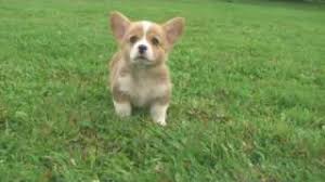 Folge deiner leidenschaft bei ebay! How Much Do Corgis Cost Corgi Guide