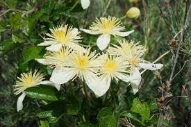 Until recently it was assumed that these regal plants were somehow poor choices for southern california's climate and soils. Pipestem Clematis Plants Of The Foothill College California Native Plant Garden Inaturalist