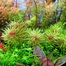 Image result for Limnophila